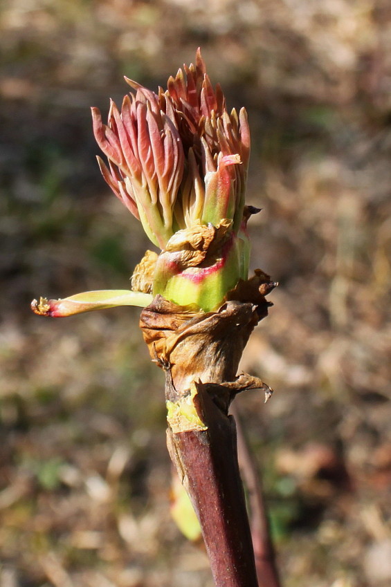 Изображение особи Paeonia delavayi.