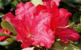Rhododendron forrestii. Цветки ('Baden Baden'). Германия, г. Дюссельдорф, Ботанический сад университета. 04.05.2014.