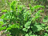 Astragalus glycyphyllos