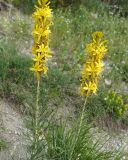 Asphodeline lutea. Верхушки цветущих растений. Краснодарский край, Черноморское побережье Кавказа, окрестности Геленджика, территория Верхнего парка сафари, склон. 05.05.2013.