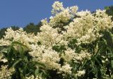 Syringa amurensis