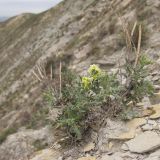 Matthiola odoratissima