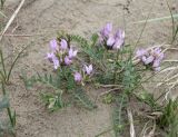 Astragalus agrestis. Цветущее растение. Хакасия, окр. с. Аршаново, псаммофитная группировка на барханах. 23.05.2015.