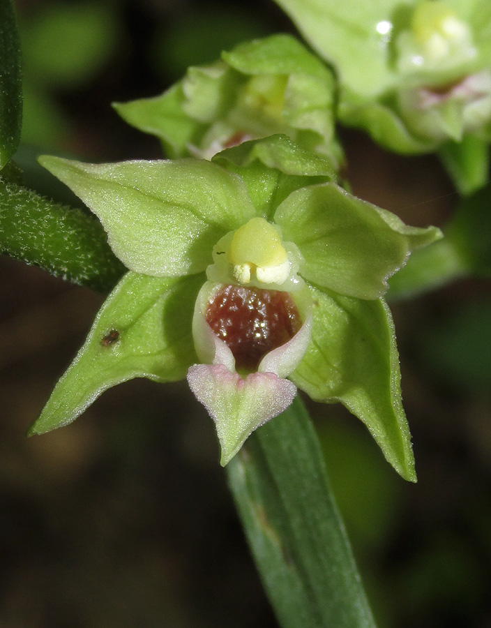 Image of Epipactis muelleri specimen.