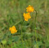 Trollius asiaticus. Верхушки побегов с цветками. Иркутская обл., Иркутский р-н, окр. Ершовского залива Иркутского вдхр., лесной луг. 13.08.2015.