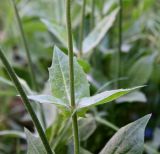 Urospermum dalechampii