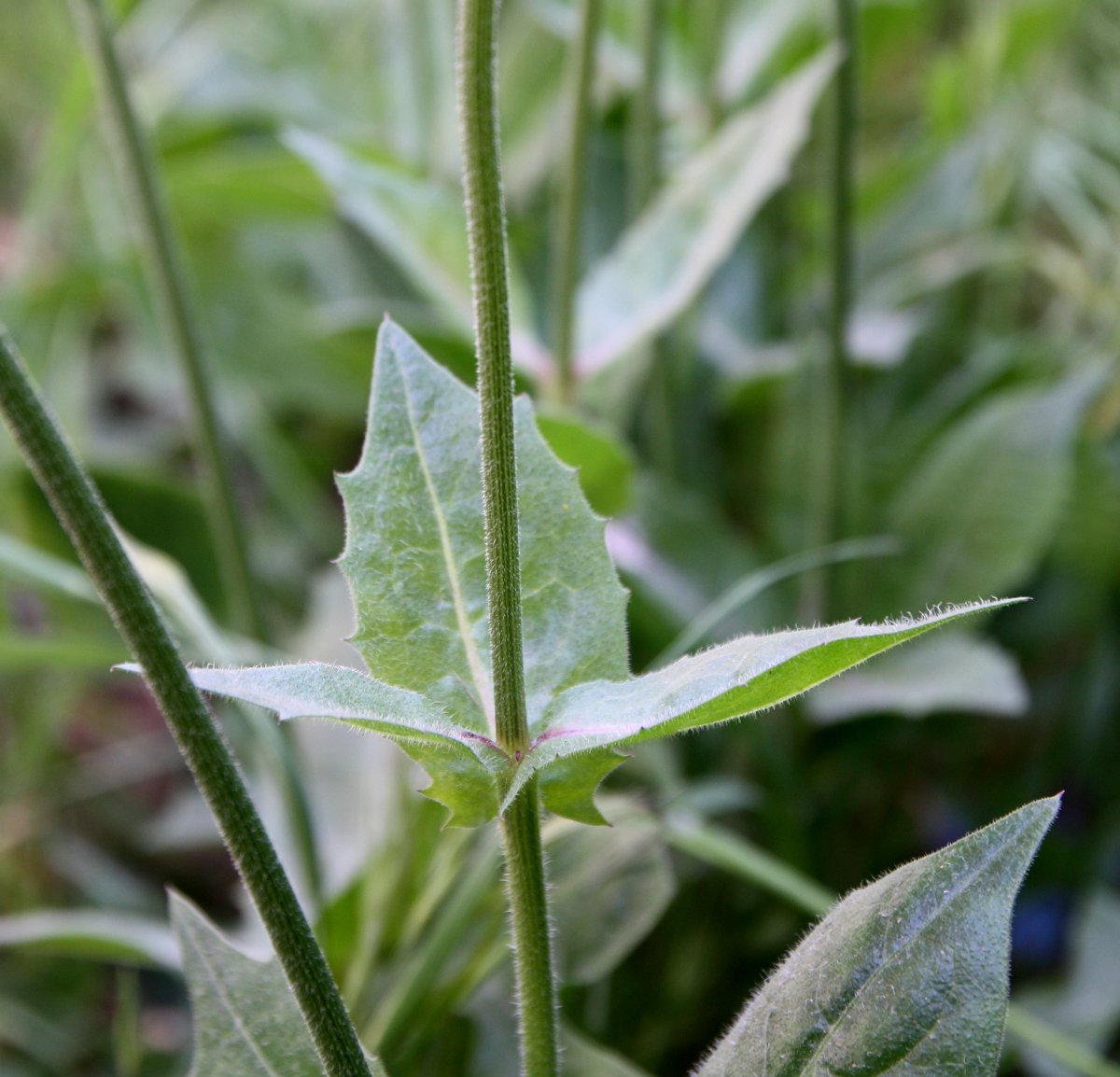 Изображение особи Urospermum dalechampii.