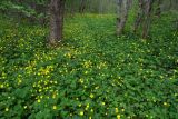 Ranunculus constantinopolitanus