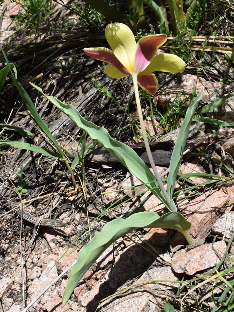 Изображение особи Tulipa dubia.