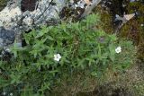 Cerastium lithospermifolium. Цветущее растение. Республика Бурятия, Муйский р-н, cеверное окончание Южно-Муйского хребта в верховьях р. Тулуя. 17.08.2007.