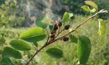 Amelanchier ovalis