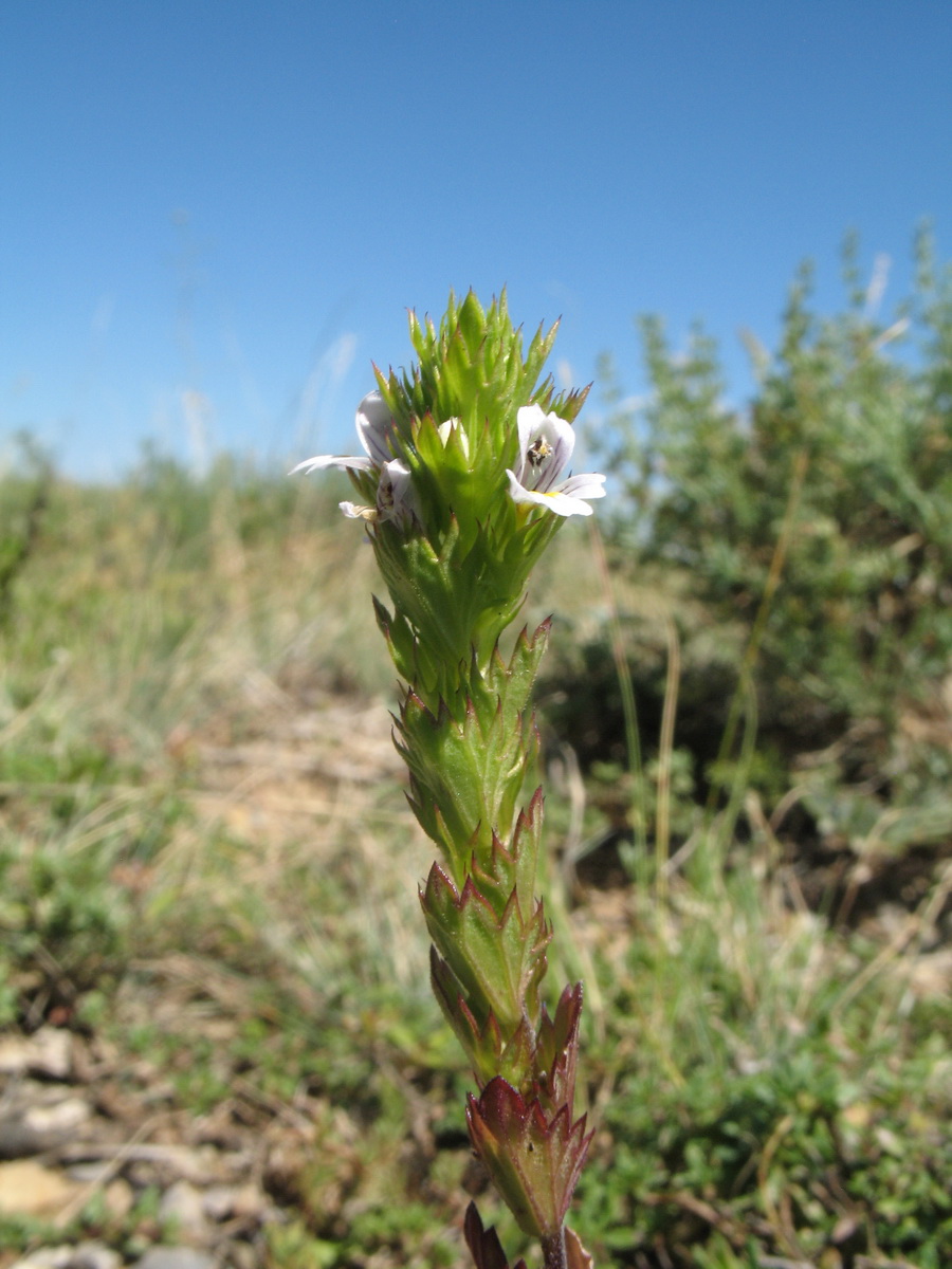 Изображение особи Euphrasia karataviensis.