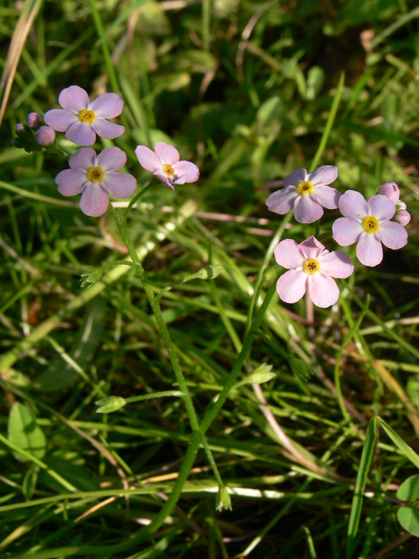 Изображение особи Myosotis palustris.