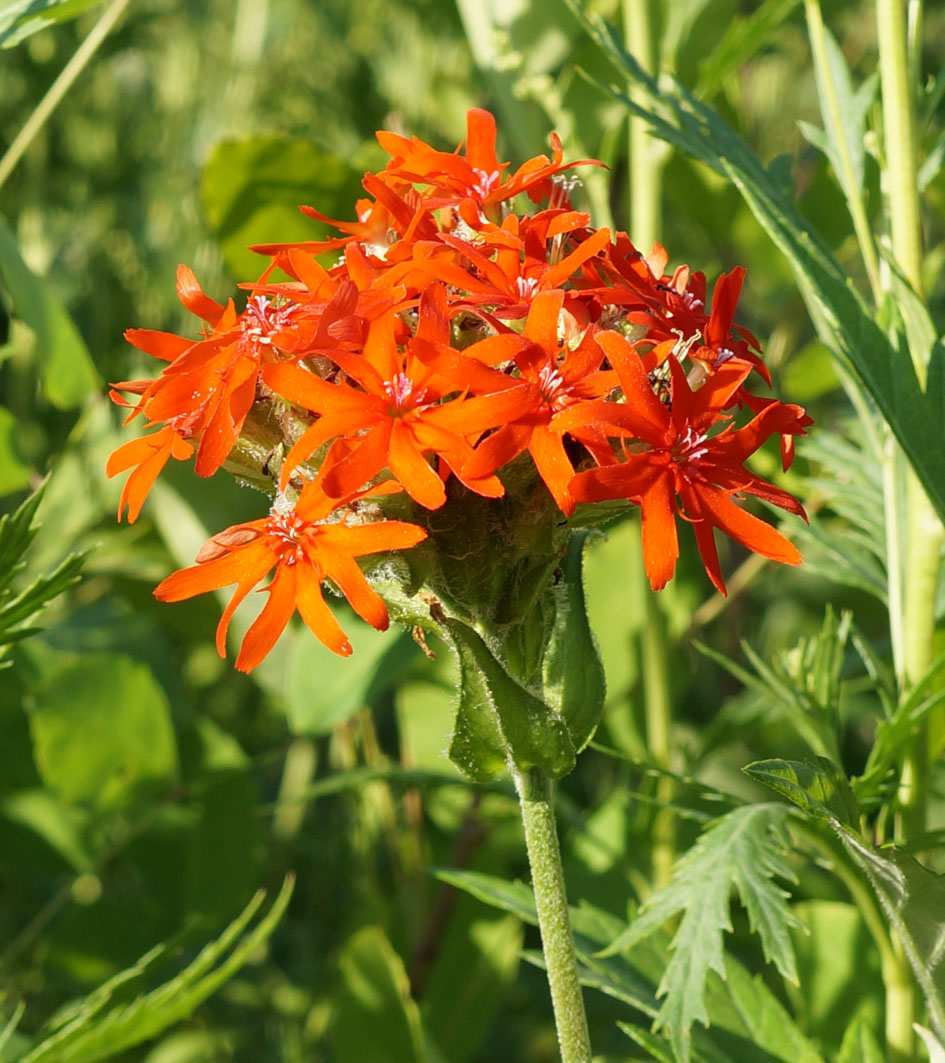 Изображение особи Lychnis chalcedonica.