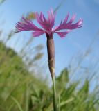 Dianthus × jaczonis. Цветок (вид со стороны чашечки). Томская обл., Томский р-н, окр. с. Чёрная Речка, луг близ соснового леса. 04.07.2009.