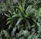 Phyllitis scolopendrium