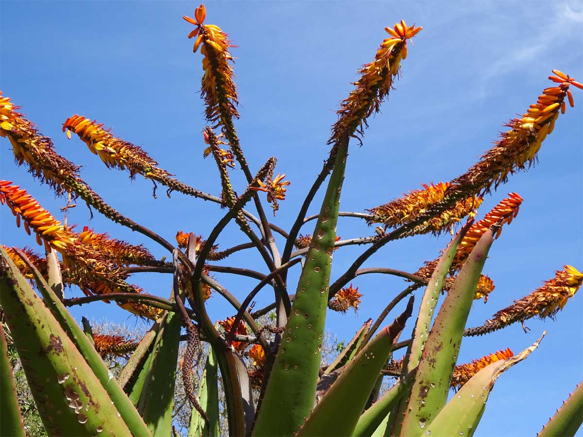 Изображение особи Aloe marlothii.