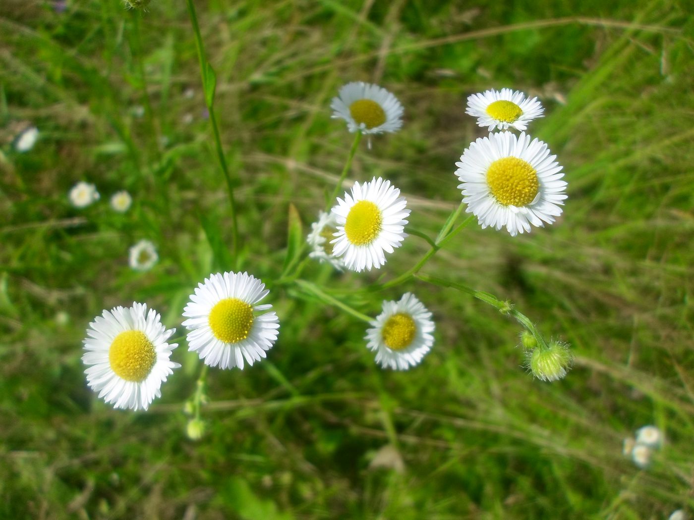 Изображение особи Erigeron annuus.