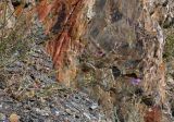 Centaurea pseudosquarrosa. Цветущее растение. Таджикистан, Фанские горы, долина р. Чапдара, ≈ 2500 м н.у.м., осыпающийся каменистый склон. 03.08.2017.