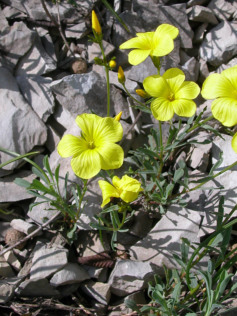 Изображение особи Linum tauricum.