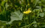 Lapsana communis. Верхушка побега с раскрывшимся и нераскрывшимся соцветиями. Пермь, Свердловский р-н, сорное во дворе жилого дома. 10 июля 2017 г.