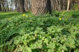 Ranunculus constantinopolitanus