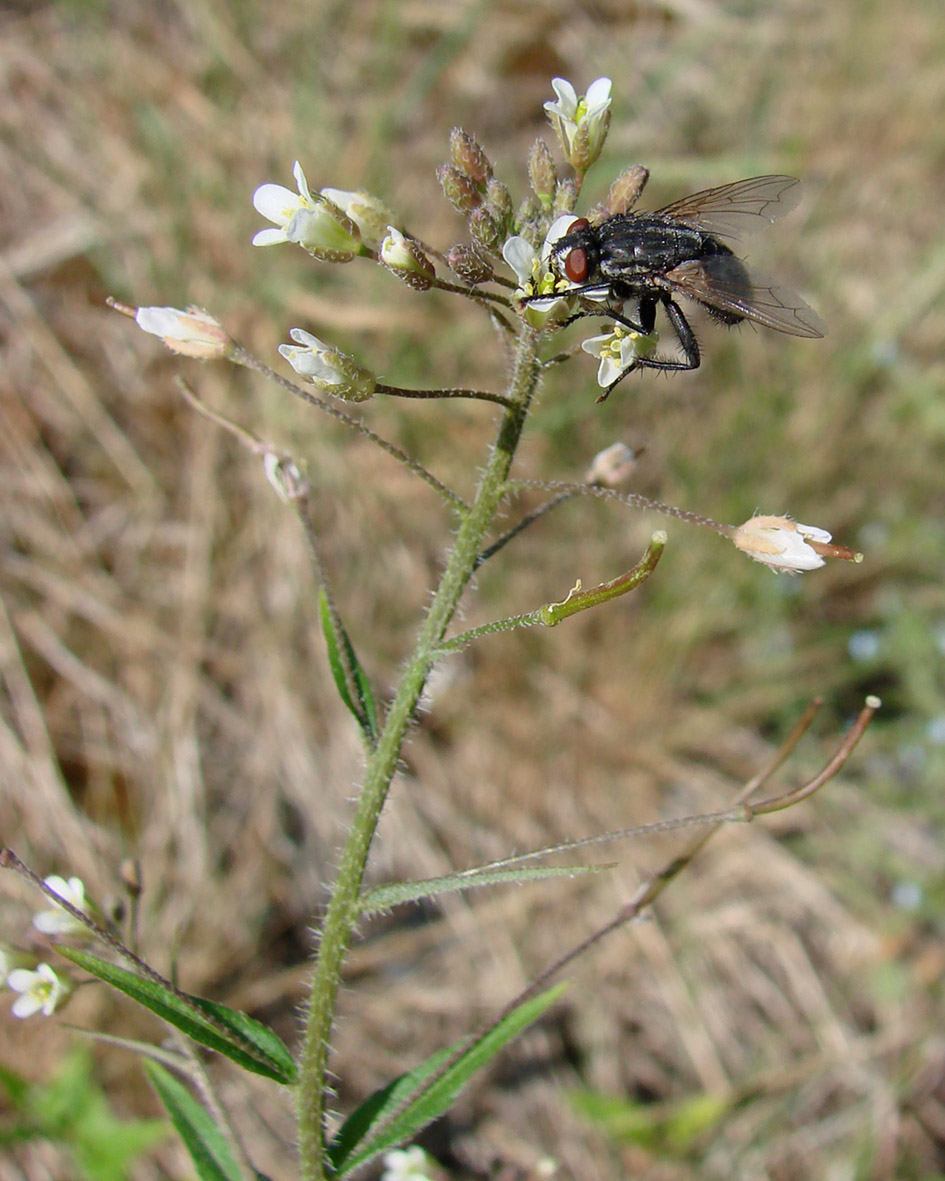 Изображение особи Arabis pendula.