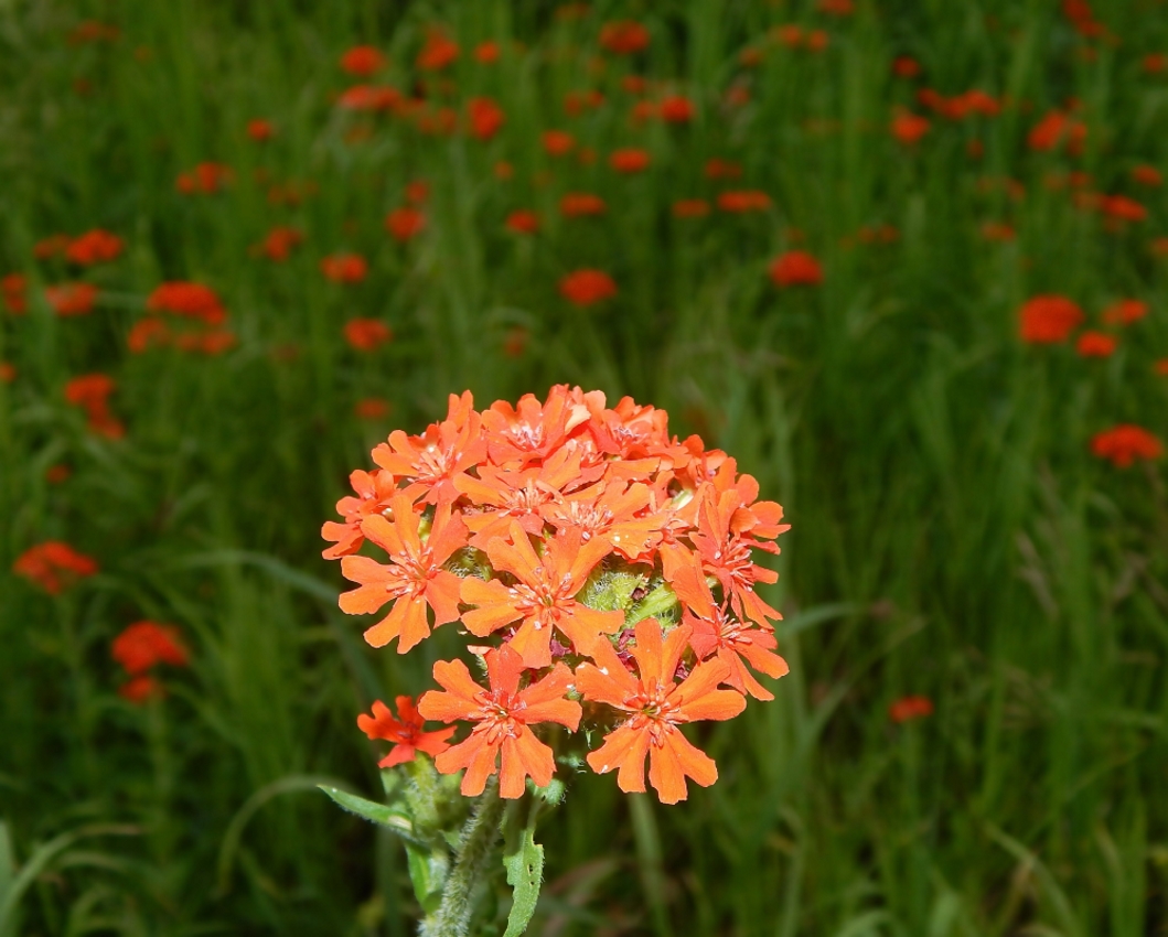 Изображение особи Lychnis chalcedonica.