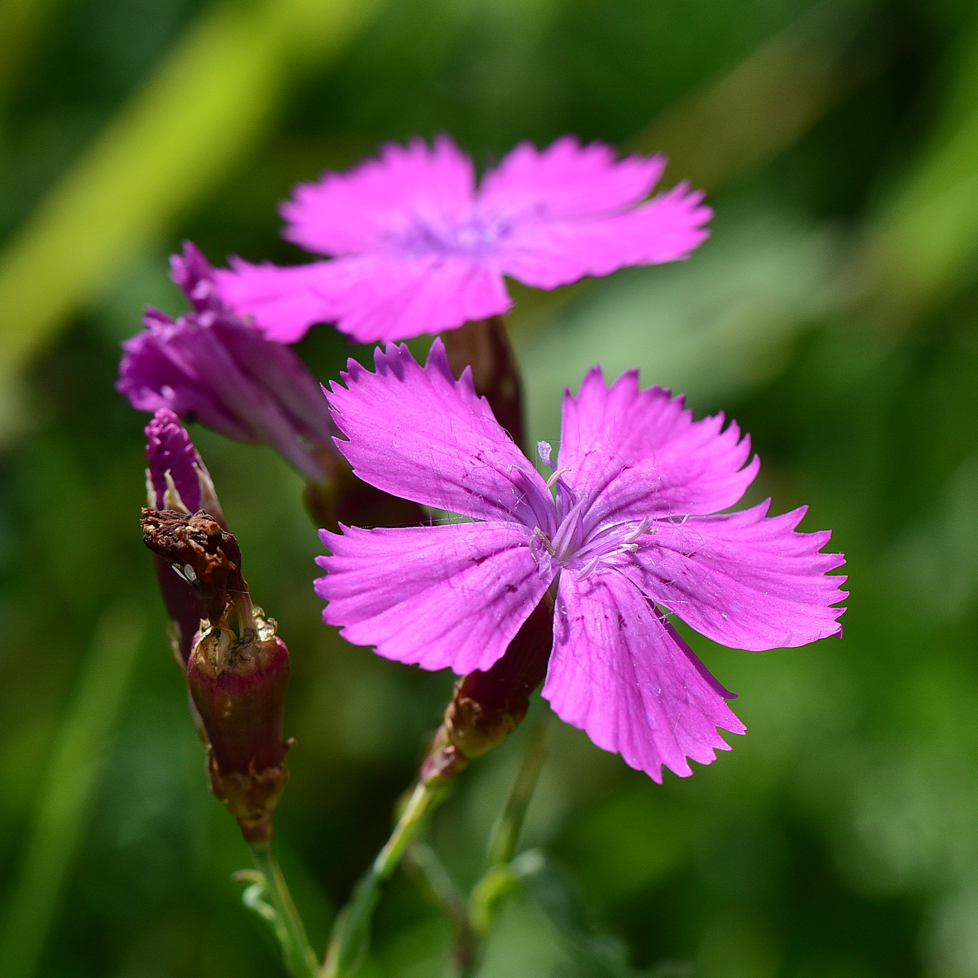 Image of Dianthus fischeri specimen.