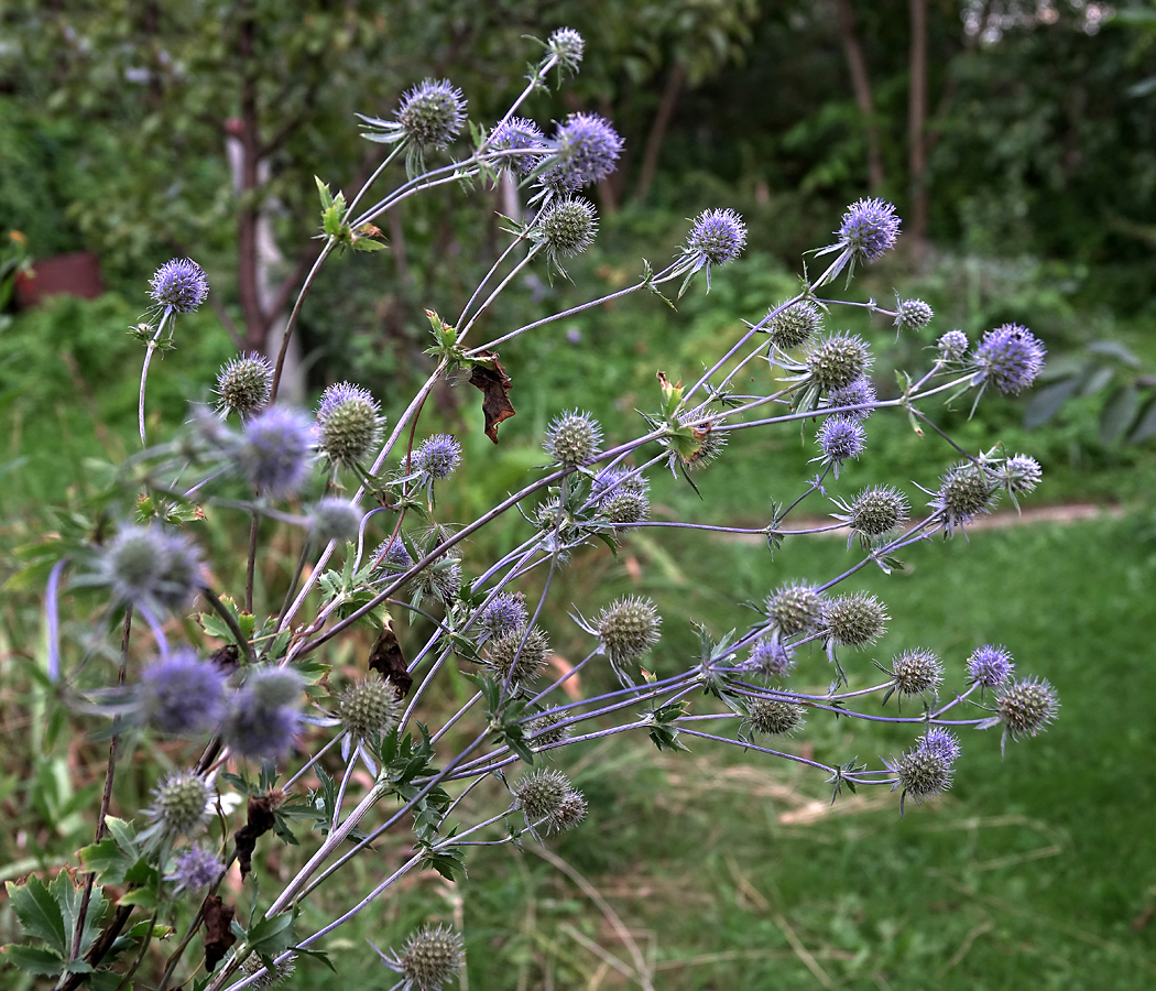 Изображение особи Eryngium planum.