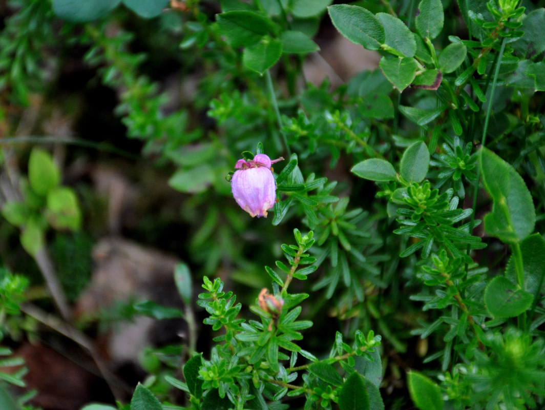 Изображение особи Phyllodoce caerulea.