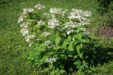 Hydrangea paniculata. Цветущее растение ('Unique'). Кировская обл., г. Киров, Ботанический сад Вятского государственного университета, в культуре. 31.07.2018.