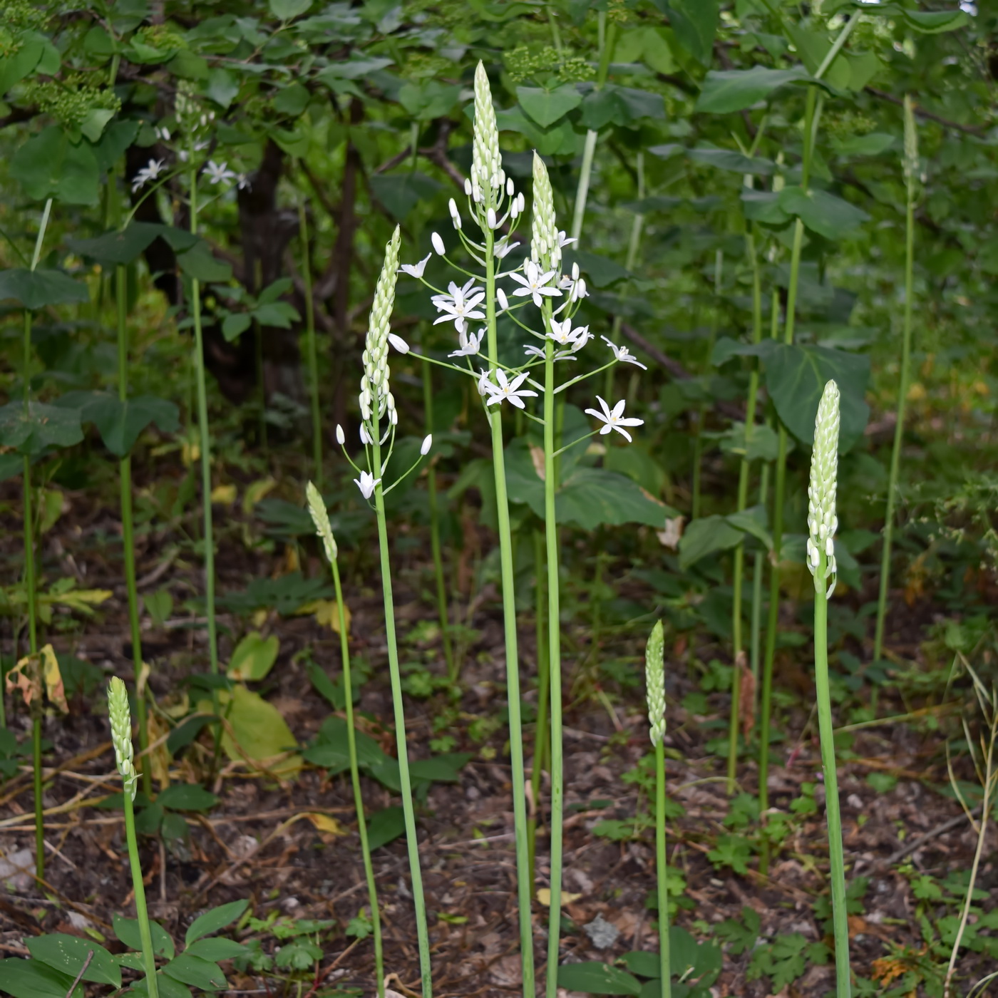 Изображение особи Ornithogalum arcuatum.