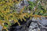 Juniperus sibirica. Верхушка ветви. Алтай, Кош-Агачский р-н, долина р. Нарын-Гол, ≈ 2200 м н.у.м., каменистый склон. 15.06.2019.