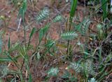 Eremopyrum orientale