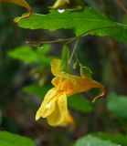 Impatiens noli-tangere