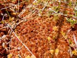 Sphagnum fuscum