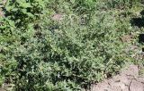 Xanthium spinosum. Плодоносящее растение. Херсонская обл., Аскания-Нова, у дороги. 16.07.2010.