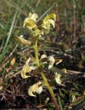 Pedicularis lapponica