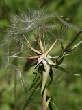 Tragopogon pratensis