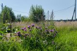 Centaurea pseudophrygia