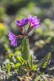 Primula amoena