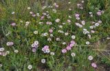 Convolvulus arvensis