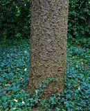 Pseudotsuga menziesii. Ствол взрослого дерева, окружённый зарослями плюща (Hedera). Германия, г. Ольденбург, ботанический сад. 18.09.2010.