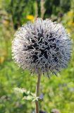 Echinops chantavicus