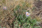 Aster bessarabicus