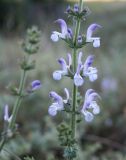 Salvia virgata