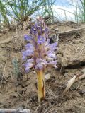 Orobanche coerulescens. Цветущее растение. Казахстан, Восточно-Казахстанская обл., Самарский р-н, окр. Казнаковской переправы; Зайсанская котловина, Кулуджунские пески, у обочины дороги. 22 июня 2023 г.