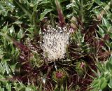 Cirsium esculentum