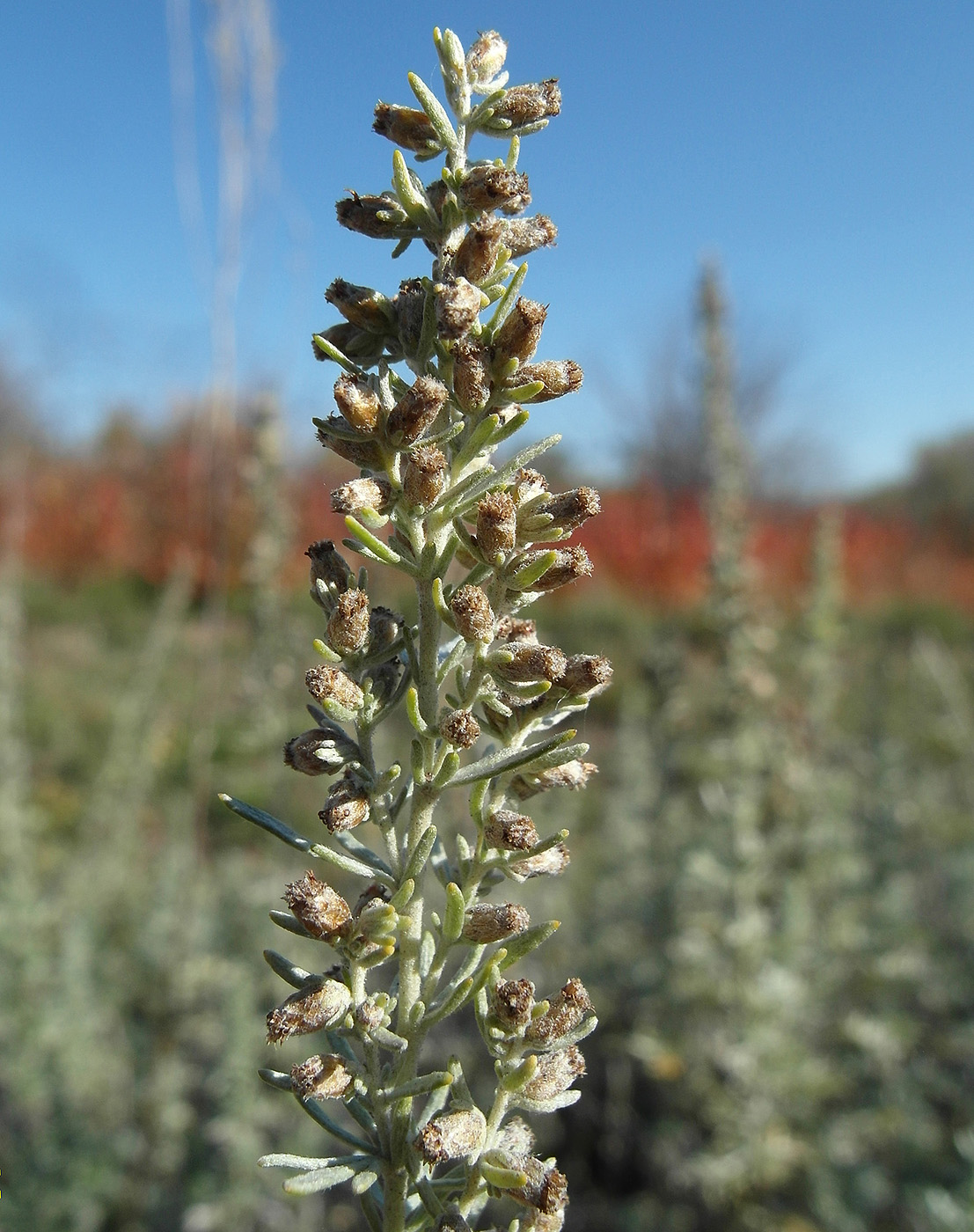 Image of Artemisia austriaca specimen.